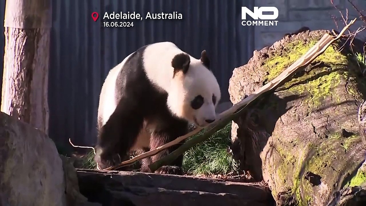 No Comment. Le premier ministre chinois chez les pandas géants prêtés par la Chine à l'Australie