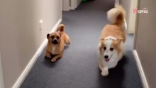 Perro se burla de corgi de patas cortas: ¡una imitación absolutamente perfecta!