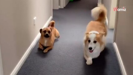 Perro se burla de corgi de patas cortas: ¡una imitación absolutamente perfecta!