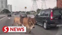 Cows on LDP escaped from nearby surau, say cops