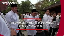 Prabowo Berkurban 145 Ekor Sapi Di Idul Adha 1445 H