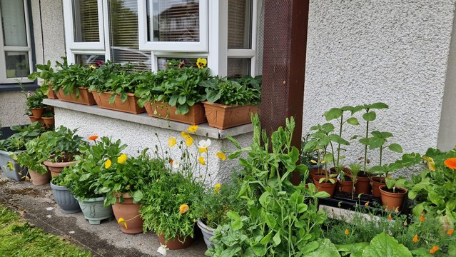 What's growing in June update - Gardening With Brendan