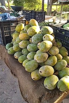 Mangos