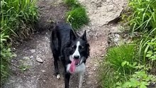 Border Collie in Mountains