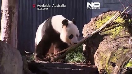 Diplomacia dos pandas: primeiro-ministro chinês visitou zoo de Adelaide para ver Wang Wang e Fu Bi