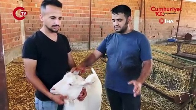 Yetenekli keçi 3 kişinin işini tek başına yapıyor