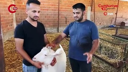Yetenekli keçi 3 kişinin işini tek başına yapıyor