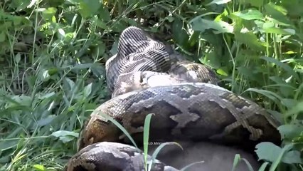 Unlucky Animals Horrifyingly Swallow By Giant Pythons, This Is What Happened|حيوانات سيئة الحظ تبتلع أفاعي عملاقة بشكل مرعب، وهذا ما حدث.|विशालकाय अजगरों ने भयानक तरीके से निगल लिया बदकिस्मत जानवर, फिर हुआ ये...