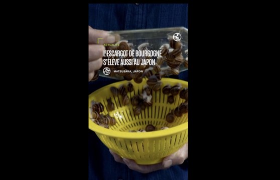 Japon : un élevage d'escargots de Bourgogne unique au monde