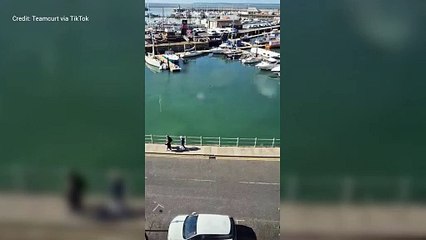 Rare Seal Sighting at Ramsgate Marina 🦭