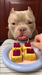 Dog enjoy favorite food