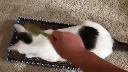 Cat Enjoys Brushing Hair!!