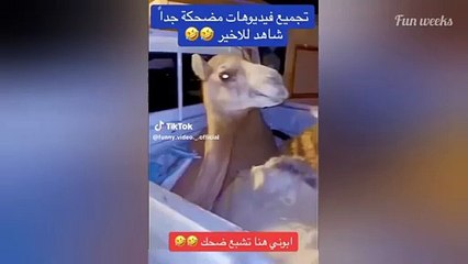 arab fun time