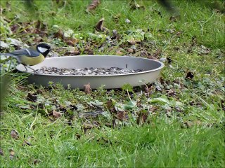 Des oiseaux cassent la graine