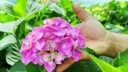 Hatay'da 5 dönüm ekti, geçim kaynağı oldu: Şimdi hasat vakti!