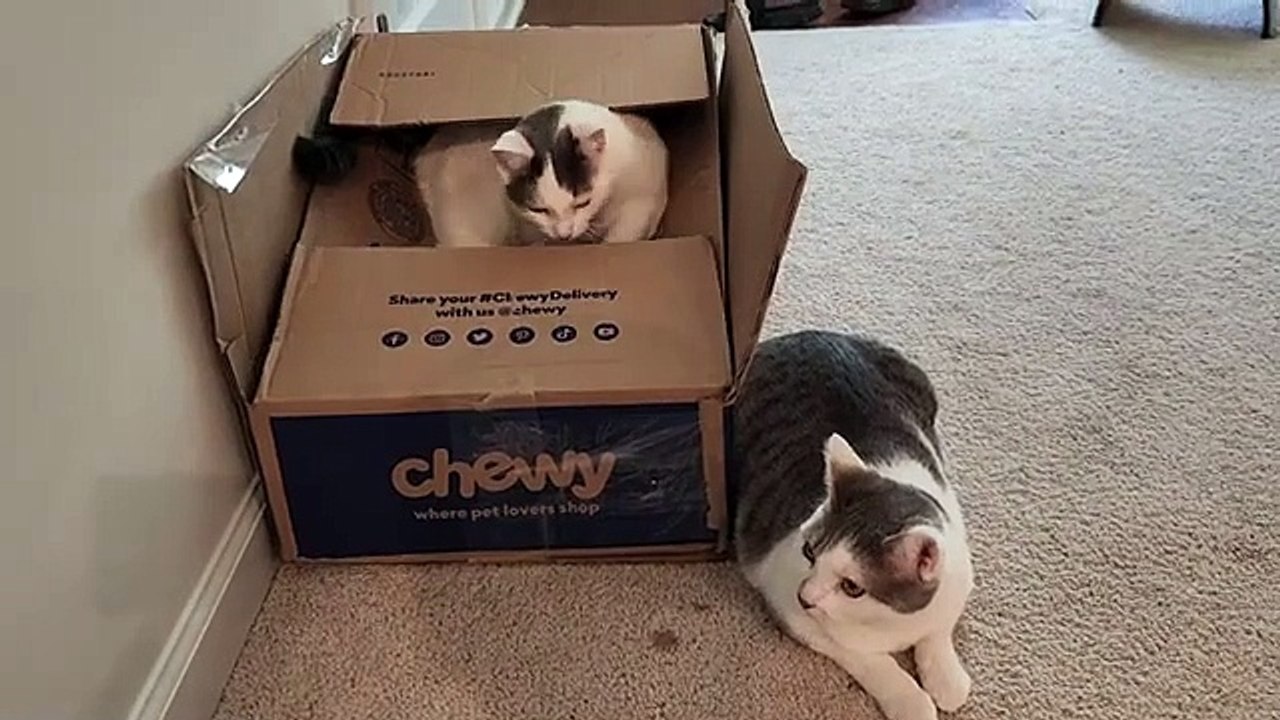 Cats Like All Containers