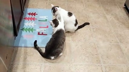 Cats Kitchen War