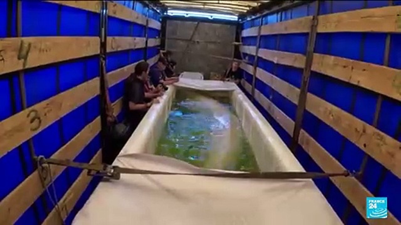 Two beluga whales evacuated to Spain from war-torn Ukraine