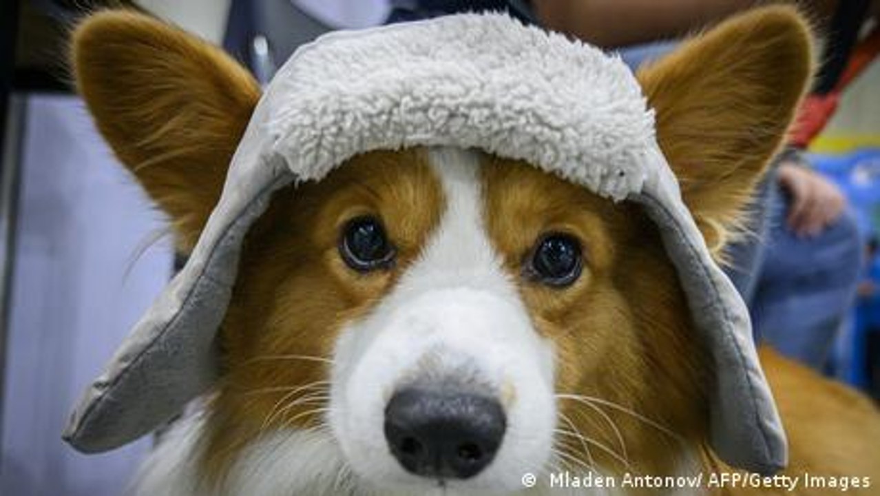 Bulgarien: Der erste Hunde-Café