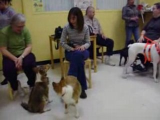 Petits chiens local sdc.com 5