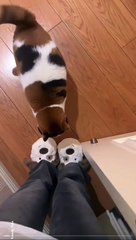 Healthy Beauty #cat #cats #catshorts #catvideos #catlovers #catlover #catsofinstagram #usa #usacats