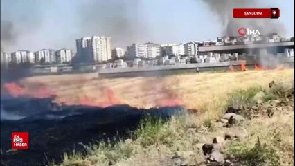Şanlıurfa'da anız yangını 200 ton saman yandı