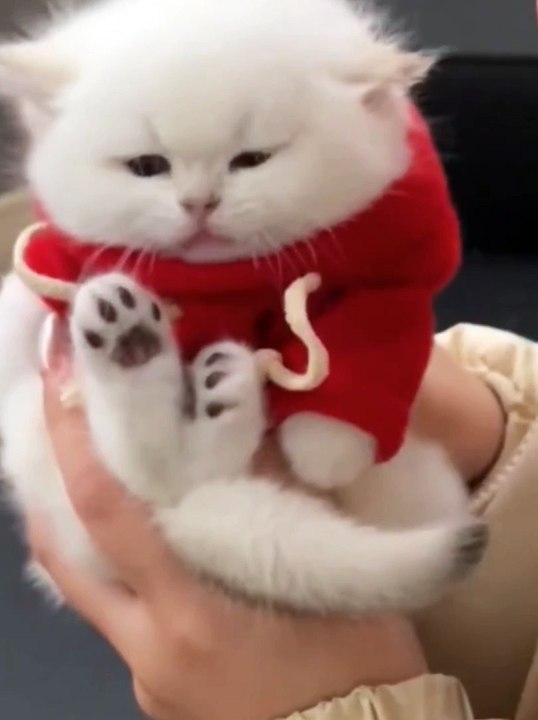 Cuteness top up ❤️