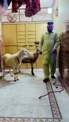 اج کل کے بکروں کو بھی سب پتہ ہے nadeembutt foryoupage foryou everyone funny trendingreelsvideo