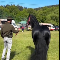 so beautiful horse doing tricks