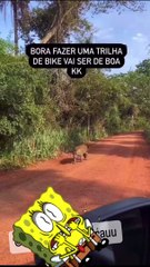 ‍♂️ Pedalando com Predadores: Grupo de Ciclistas Encara Onça-Pintada Face a Face em Trilha do Pantanal - O Vídeo Viral que Está Deixando Todos de Queixo Caído! 