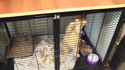 CH 17 Juin TOPO SPCA deborde