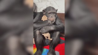 Este chimpancé derrite a Internet por su reacción al ver por primera vez un perro cachorrito