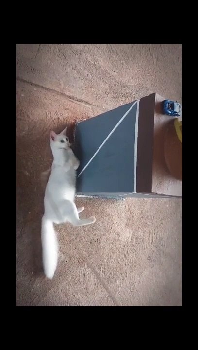 A beautiful white kitten 