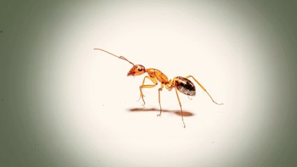 Unraveling The Mystery Of Persistent Ants In Your Home- A Tale Of Islamic Wisdom And Anecdotes