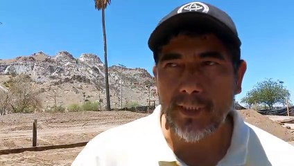 Remueven árboles plantados por ambientalistas en La Sauceda