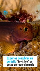 Expertos descubren un parásito "invisible" en peces de todo el mundo