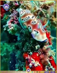 #Education#dailymotion#shorts#video