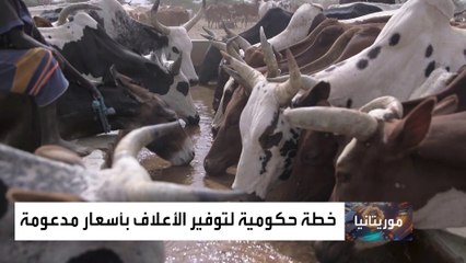 الثروة الحيوانية مهددة في موريتانيا بسبب نقص المياه وضغوط مربي الماشية