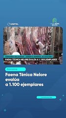 Faena Ténica Nelore evalúa a 1.100 ejemplares