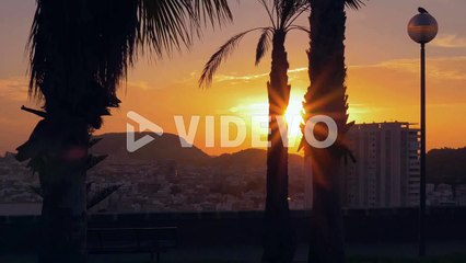 Sunrise in beautiful park with palm trees