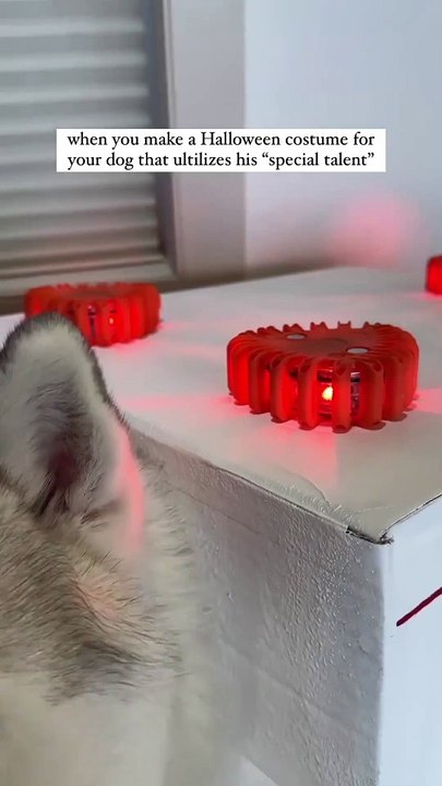 Dog In Fun. This Is A Ambulance