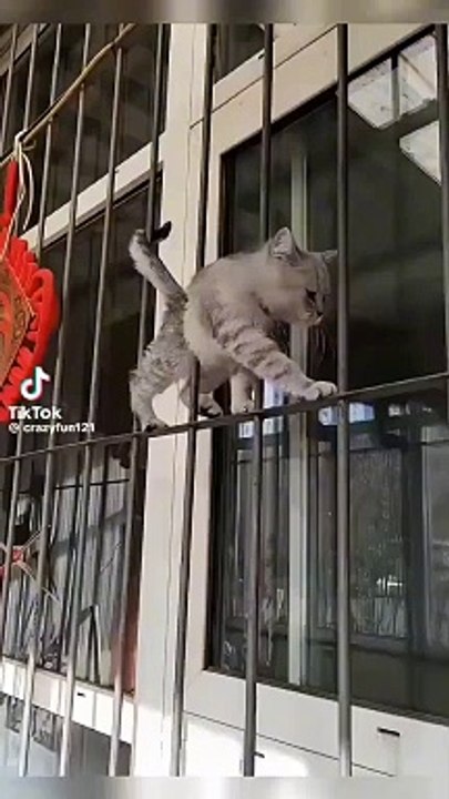 Funny cat