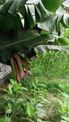 Golden Bounty: The Journey of Fruiting Banana Plants