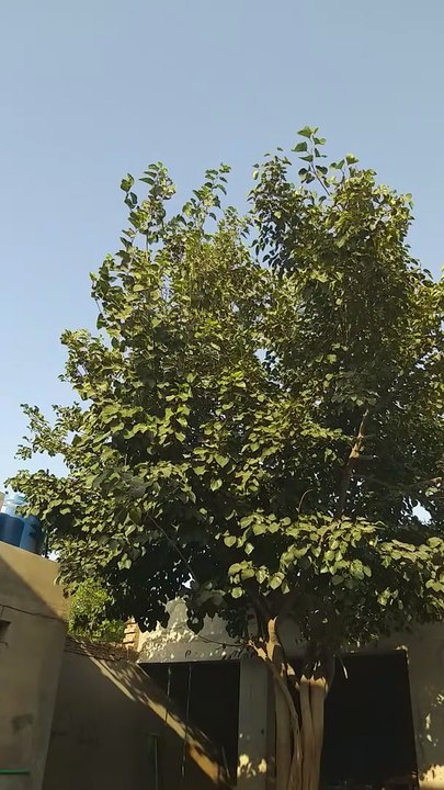 Mulberry tree,