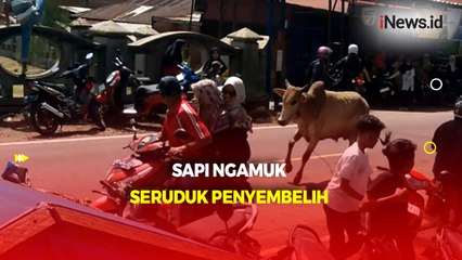 Momen Sapi Kurban di Agam Ngamuk dan Seruduk Penyembelih