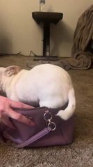 Chihuahua Hops into Purse