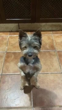 Happy Dog Stands on Hind Legs to Dance