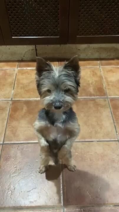 Happy Dog Stands on Hind Legs to Dance