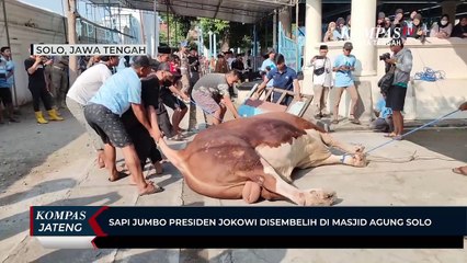 Download Video: Sapi Jumbo Presiden Jokowi Disembelih di Masjid Agung Solo