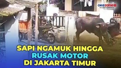 Video herunterladen: Sapi Kurban di Jakarta Timur Ngamuk, Seruduk Motor Warga hingga Rusak